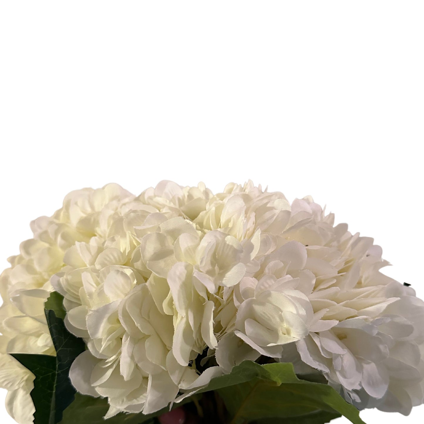 White/Cream Hydrangea Pack